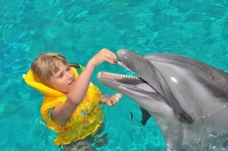 Delfinschwimmen