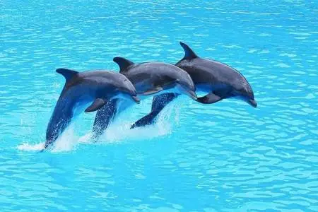 Delfinshow