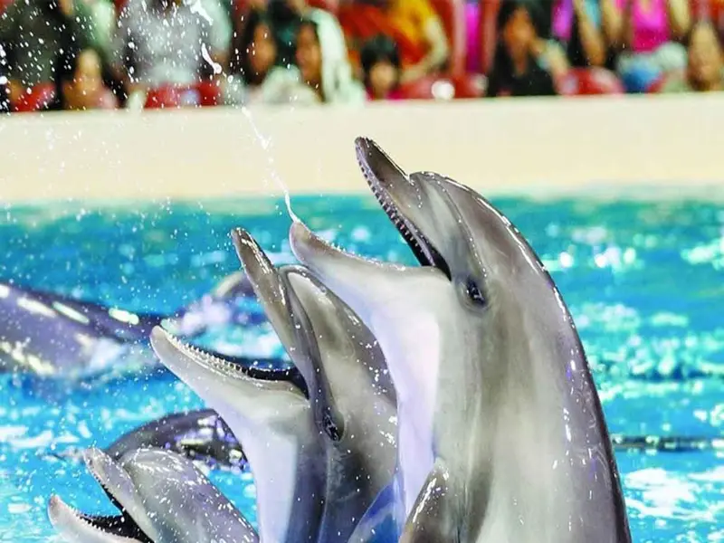 DELFINSHOW